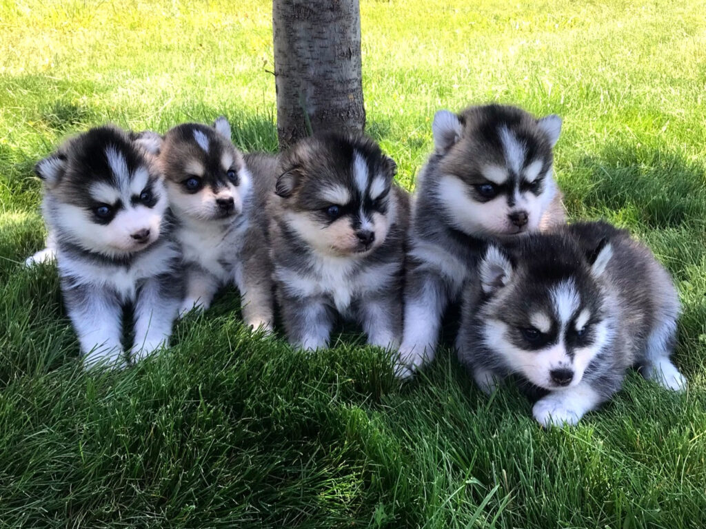 pomsky dog info