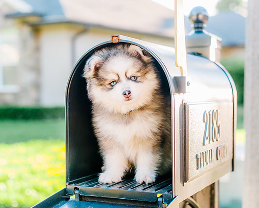 teacup pomskies for sale