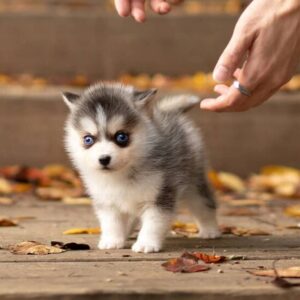 Miniature husky puppies for sale, Akc pomsky puppies for sale