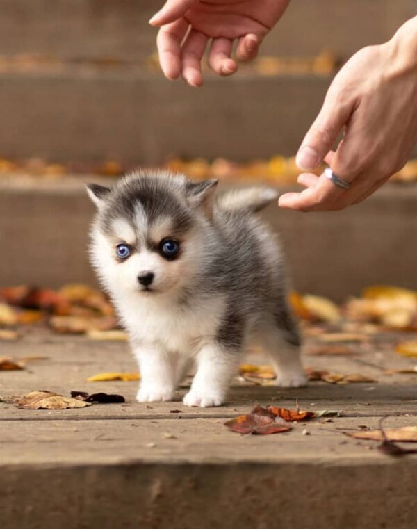 Miniature husky puppies for sale, Akc pomsky puppies for sale