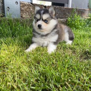 Teacup pomsky for sale, Tiny pomskies for sale