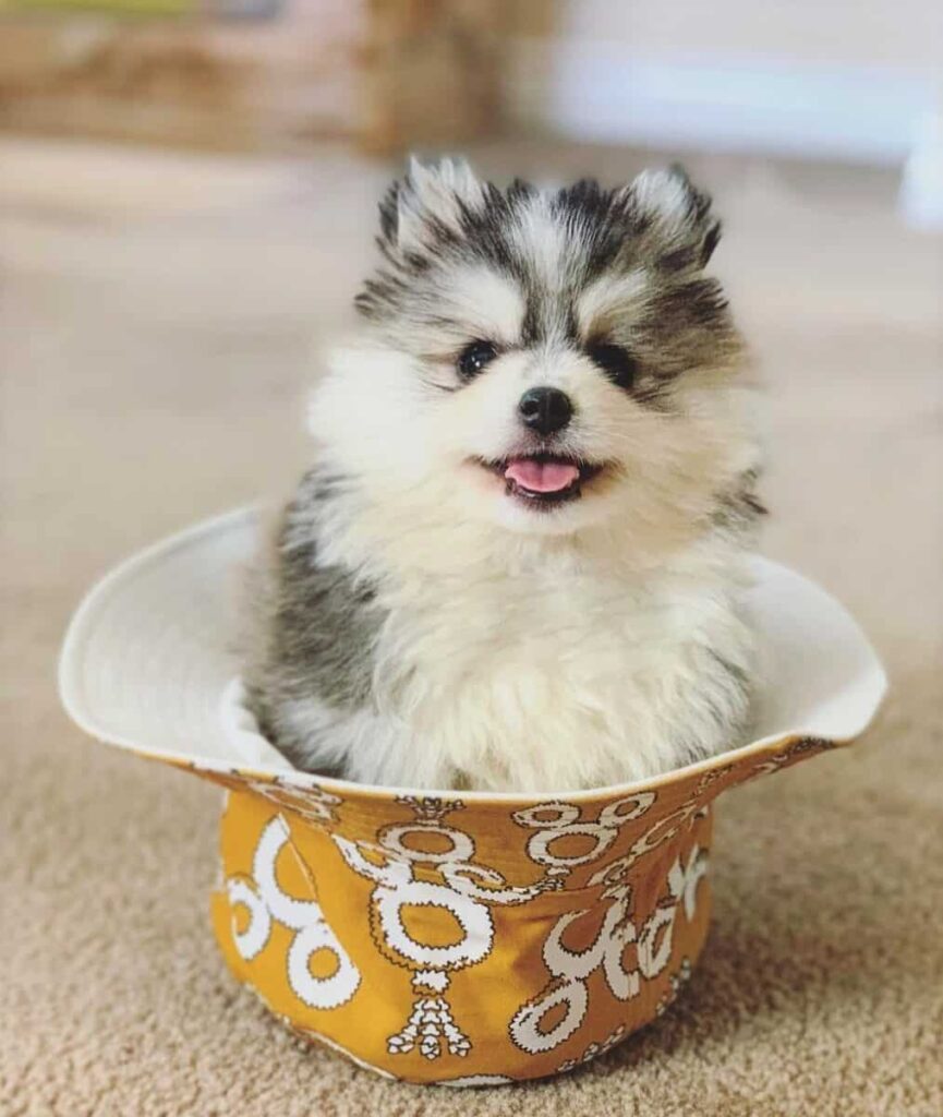 teacup pomsky for sale