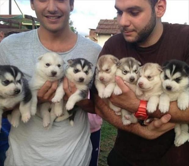 pomsky puppies for sale