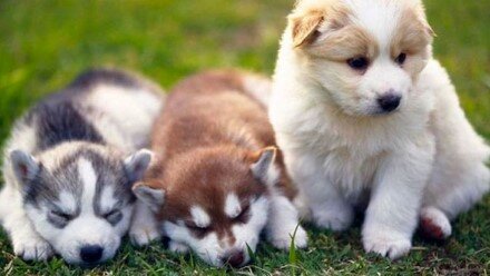 pomsky breeders